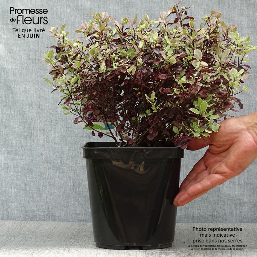 Spécimen de Pittosporum tenuifolium Bannow Bay Pot de 3L/4L tel que livré en été