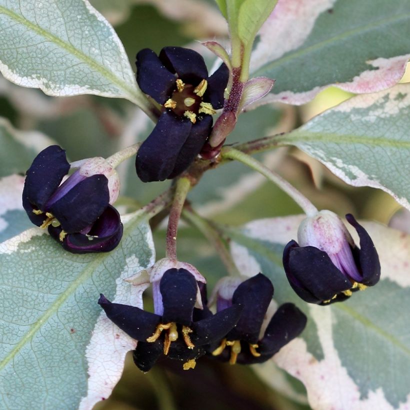 Pittosporum tenuifolium Bannow Bay (Floraison)