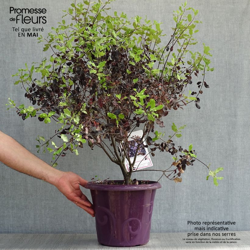 Spécimen de Pittosporum tenuifolium Dark Diva - Pittospore à petites feuilles tel que livré au printemps