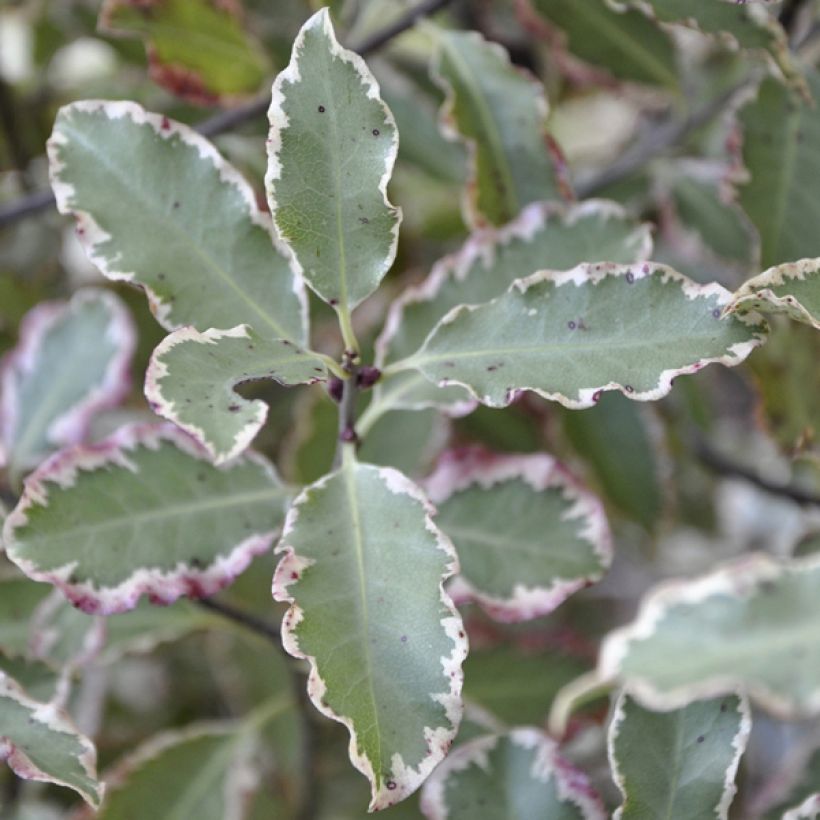 Pittosporum tenuifolium Elisabeth (Feuillage)