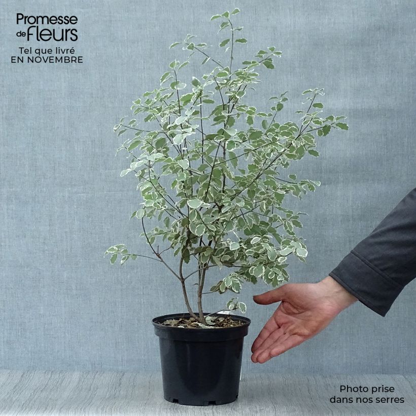 Spécimen de Pittosporum tenuifolium Elisabeth Pot de 2L/3L tel que livré en automne