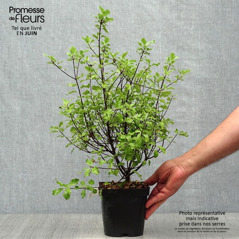 Spécimen de Pittosporum tenuifolium Emerald Dome Pot de 2L/3L tel que livré en été
