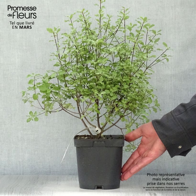 Spécimen de Pittosporum tenuifolium Emerald Dome tel que livré au printemps