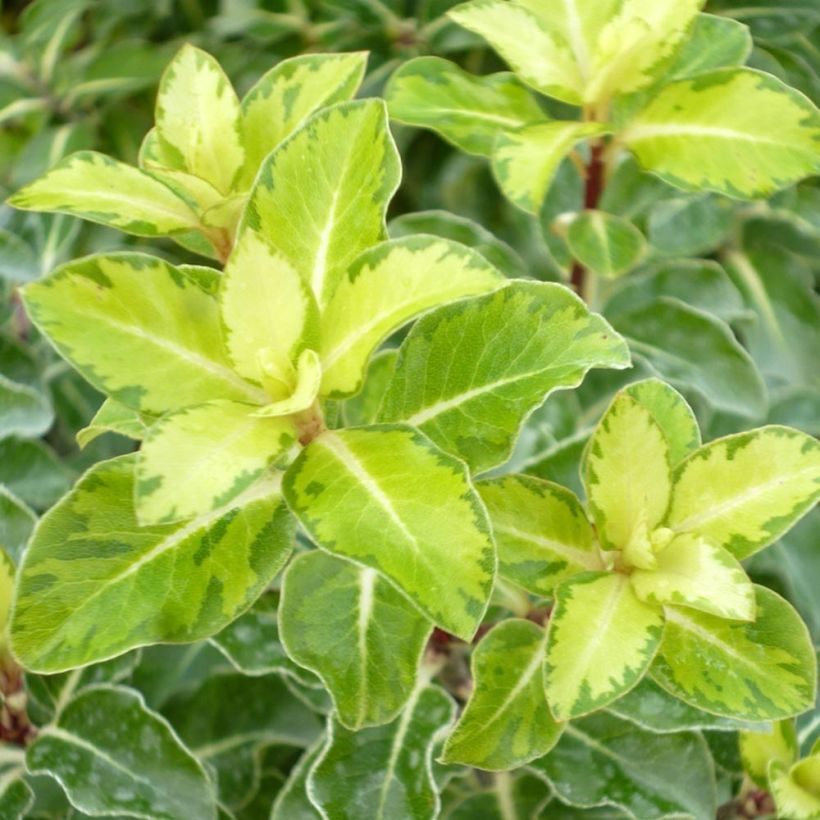 Pittosporum tenuifolium Gold Star (Feuillage)