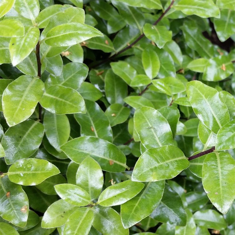 Pittosporum tenuifolium Golf ball - Pittosporum à petites feuilles (Feuillage)