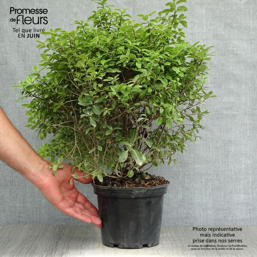 Spécimen de Pittosporum tenuifolium Golf ball - Pittosporum à petites feuilles Pot de 2L/3L tel que livré en été