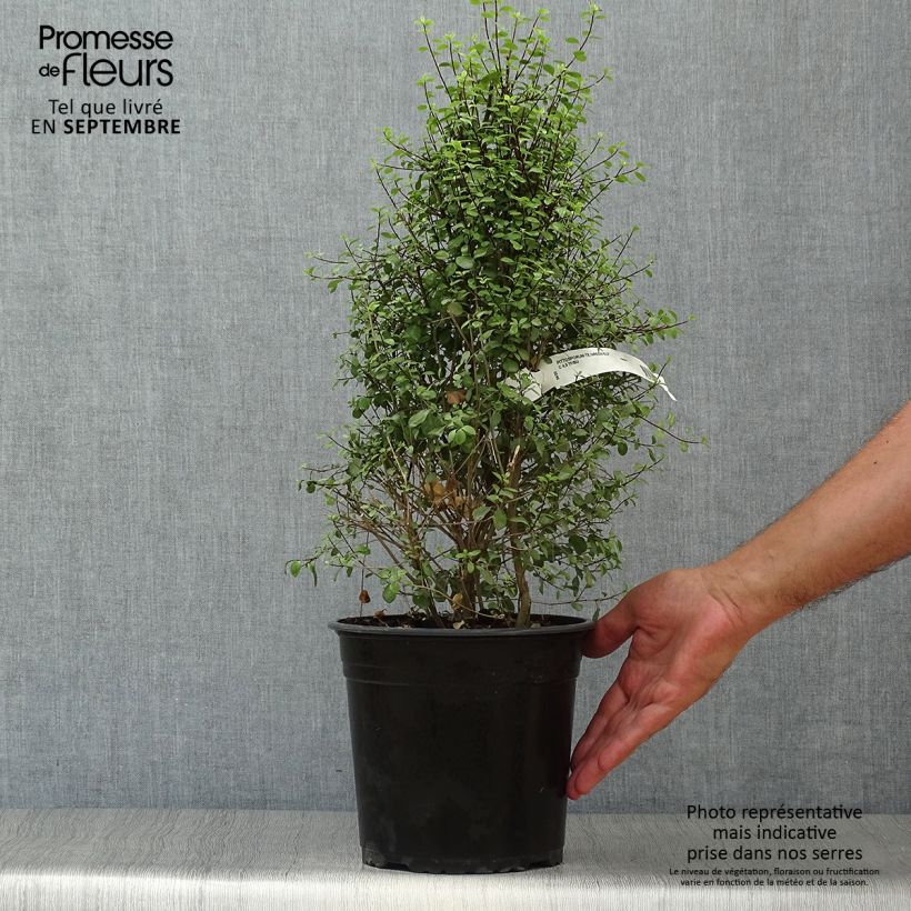 Spécimen de Pittosporum tenuifolium Green Elf tel que livré en automne