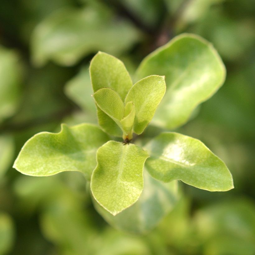 Pittosporum tenuifolium Green Elf (Feuillage)