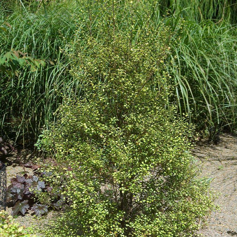 Pittosporum tenuifolium Green Elf (Port)