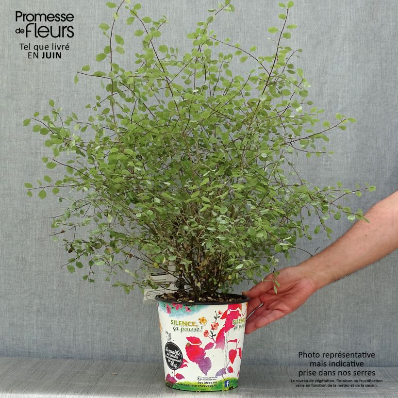 Spécimen de Pittosporum tenuifolium Green Elf Pot de 4L/5L tel que livré en été