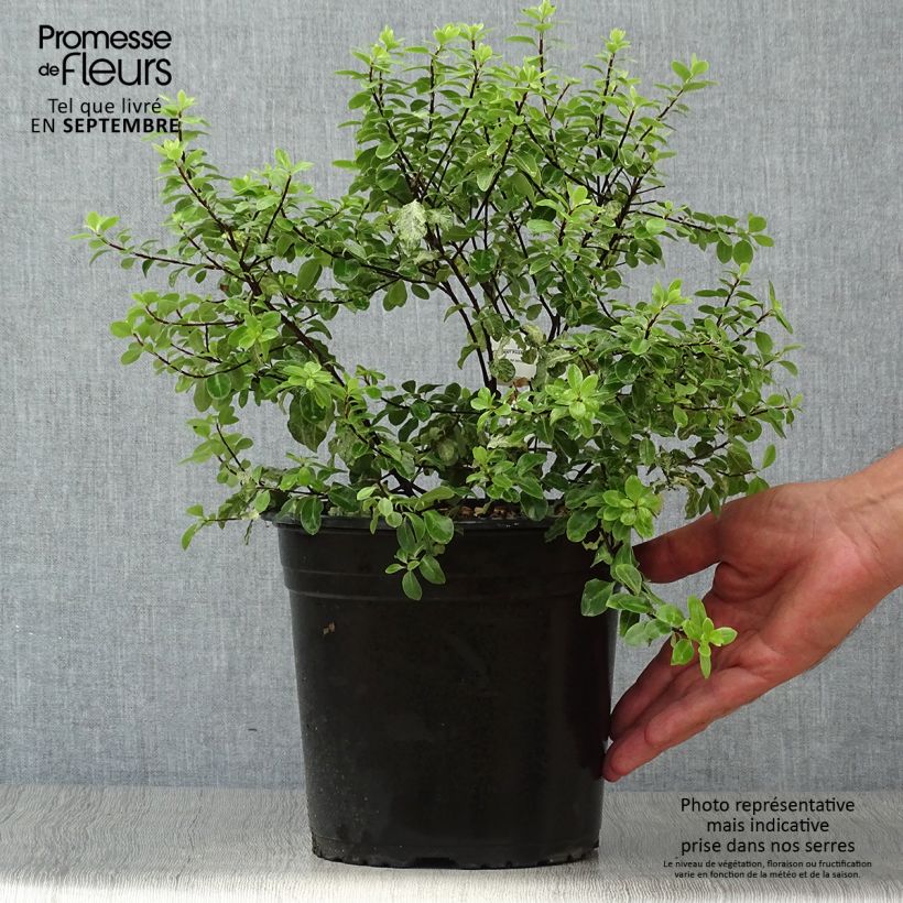 Spécimen de Pittosporum tenuifolium Irene Patterson Pot de 4L/5L tel que livré en automne