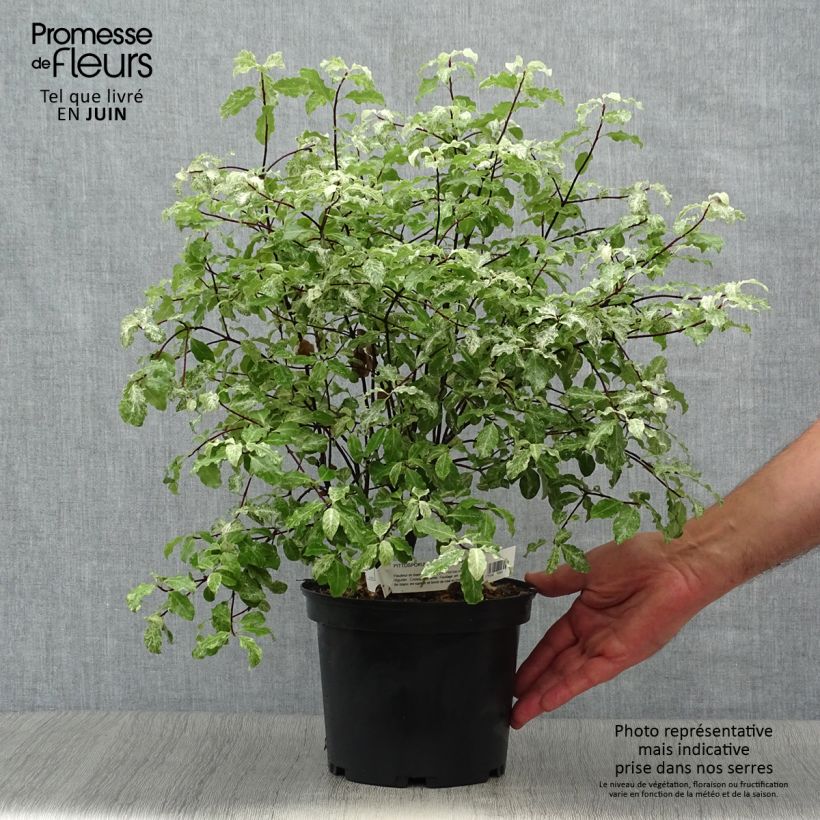 Spécimen de Pittosporum tenuifolium Irene Patterson Pot de 2L/3L tel que livré en été
