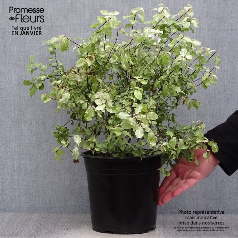 Spécimen de Pittosporum tenuifolium Irene Patterson pot de 4L/5L tel que livré en hiver