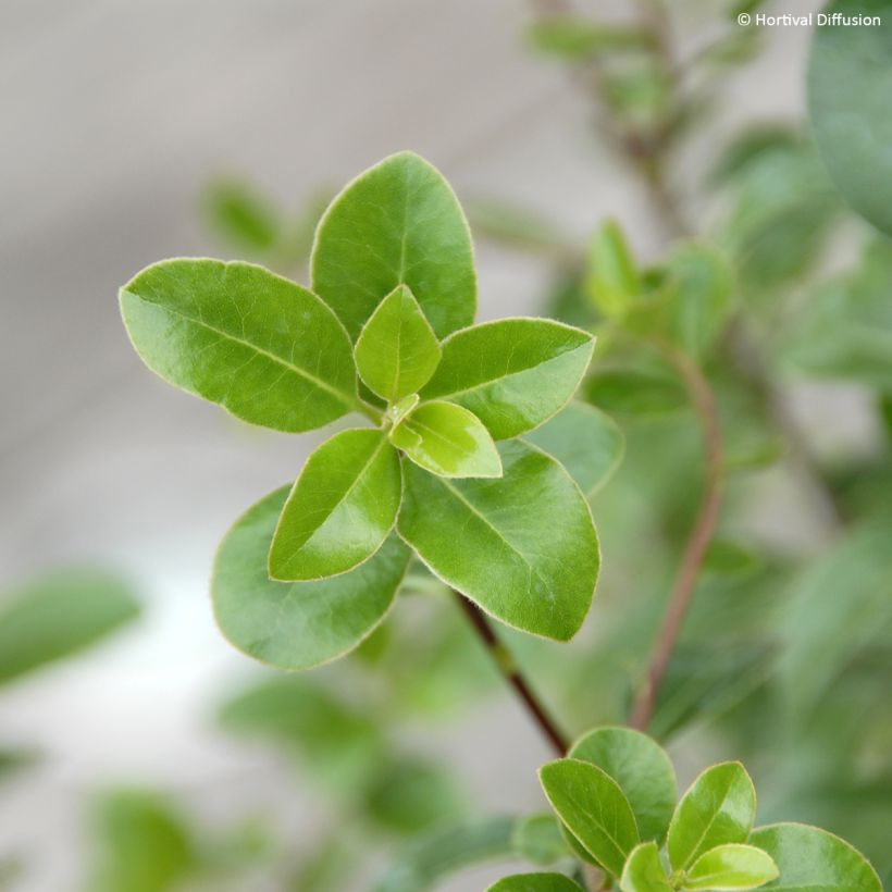 Pittosporum tenuifolium Irish Luck - Pittospore à petites feuilles (Feuillage)