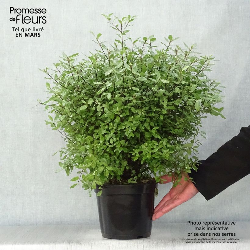 Spécimen de Pittosporum tenuifolium Midget Pot de 3L tel que livré au printemps