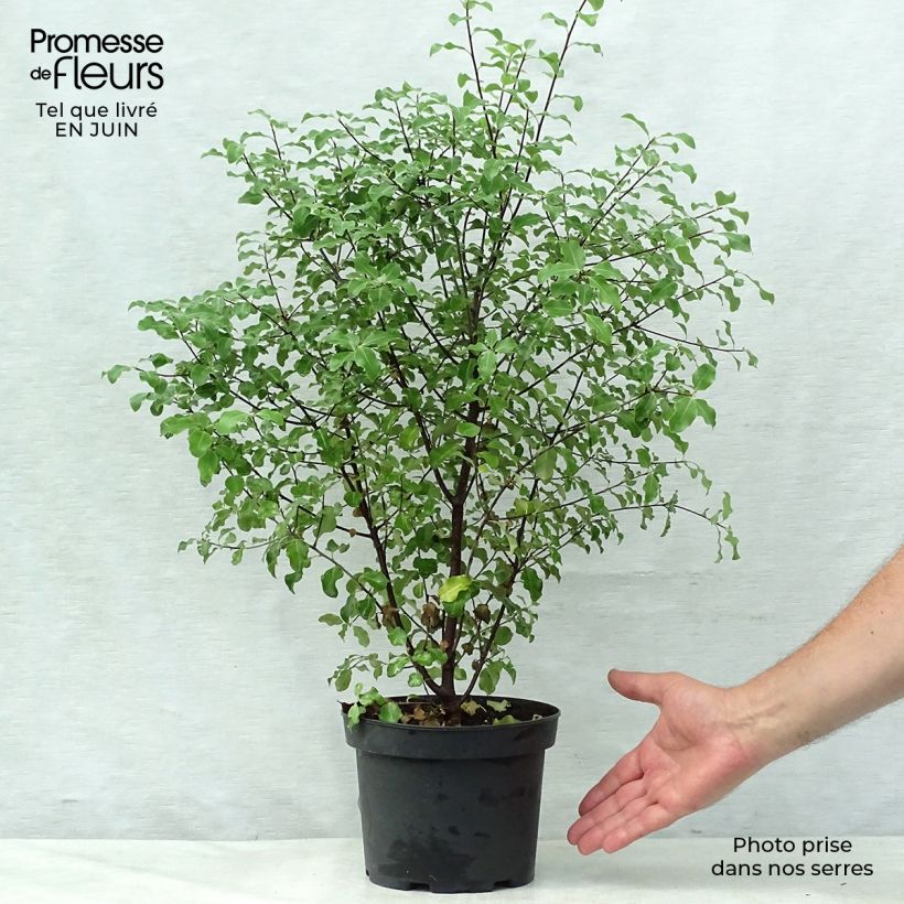 Spécimen de Pittosporum tenuifolium Pot de 2L/3L tel que livré en été