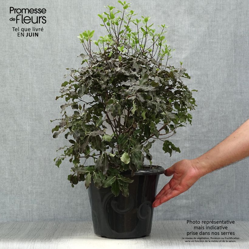 Spécimen de Pittosporum tenuifolium Purpureum - Pittosporum à petites feuilles Pot de 7,5L/10L tel que livré en été