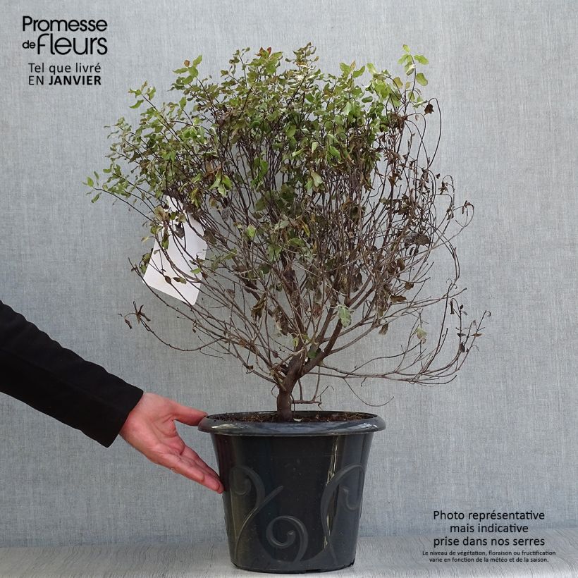 Spécimen de Pittosporum tenuifolium Purpureum - Pittosporum à petites feuilles tel que livré en hiver