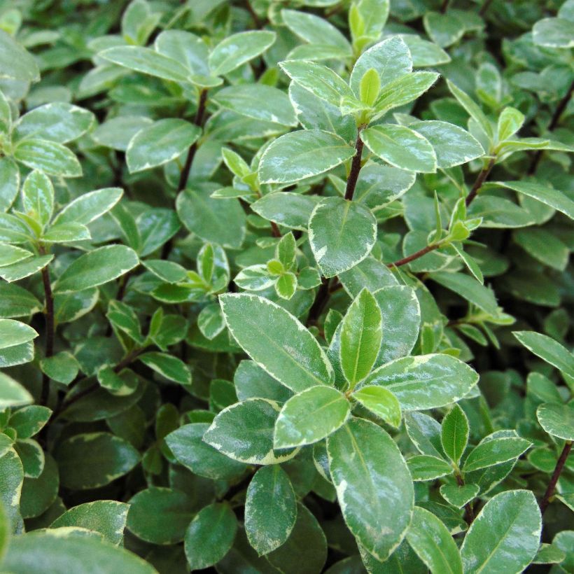 Pittosporum tenuifolium Silver Ball (Feuillage)