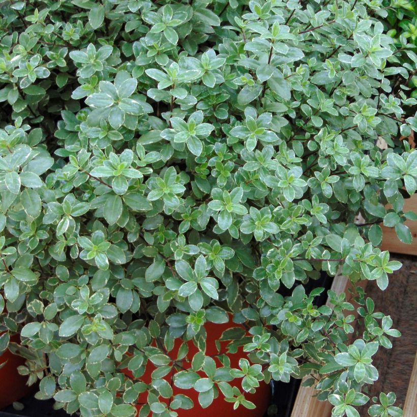 Pittosporum tenuifolium Silver Ball (Port)