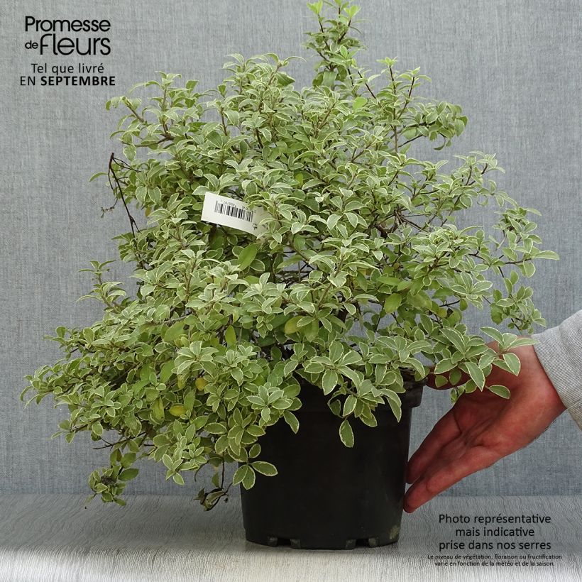 Spécimen de Pittosporum tenuifolium Silver Ball tel que livré en automne