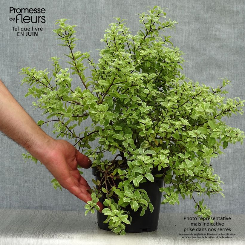 Spécimen de Pittosporum tenuifolium Silver Ball Pot de 2L/3L tel que livré en été