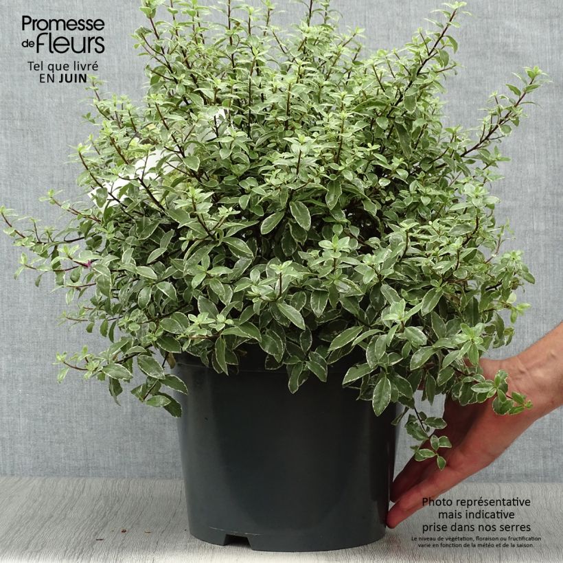 Spécimen de Pittosporum tenuifolium Silver Ball Pot de 7,5L/10L, Boule 30/40 tel que livré en été