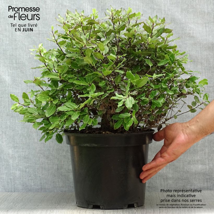 Spécimen de Pittosporum tenuifolium Tom Thumb - Pittosporum à petites feuilles Pot de 6L/7L tel que livré en été