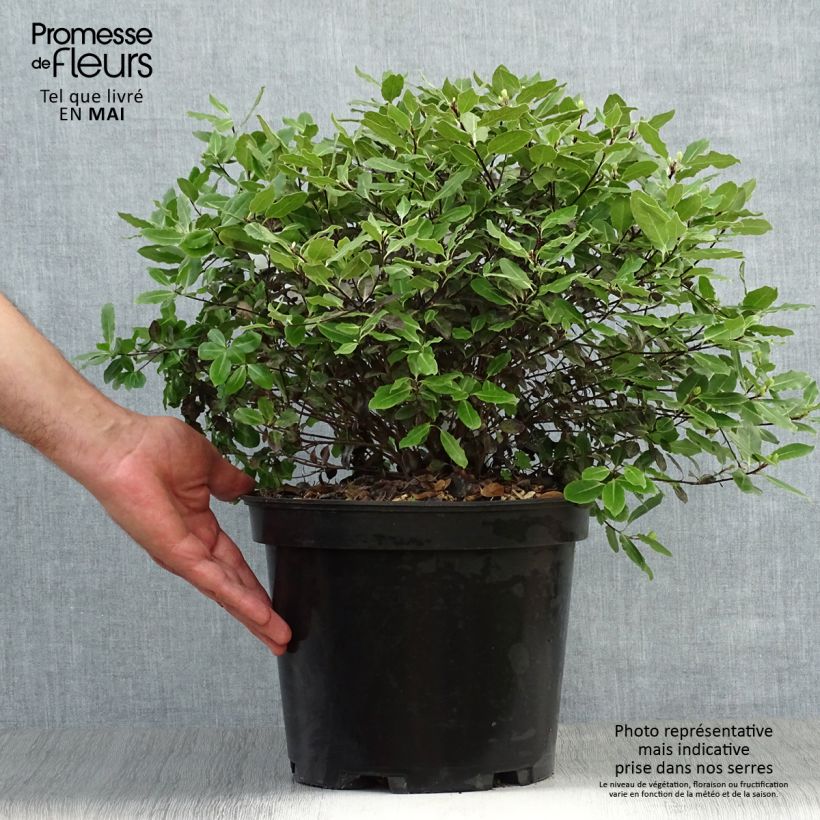 Spécimen de Pittosporum tenuifolium Tom Thumb - Pittosporum à petites feuilles Pot de 7L  tel que livré au printemps