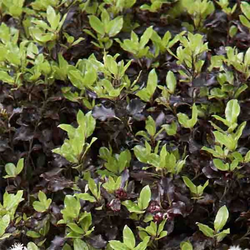 Pittosporum tenuifolium Tom Thumb - Pittosporum à petites feuilles (Feuillage)