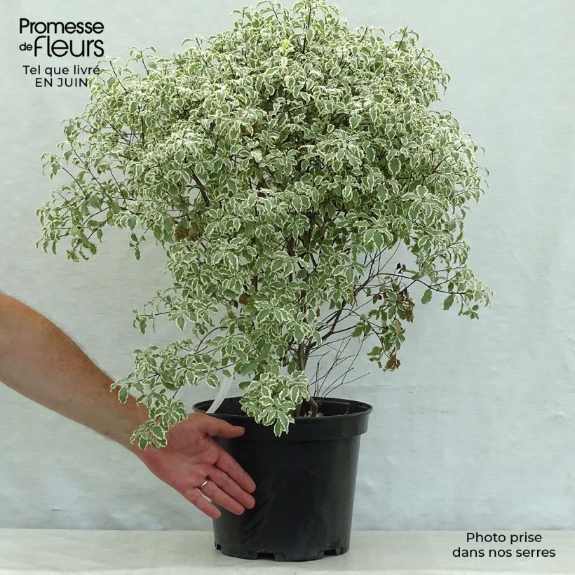 Spécimen de Pittosporum tenuifolium Variegatum Pot de 7,5L/10L tel que livré en été