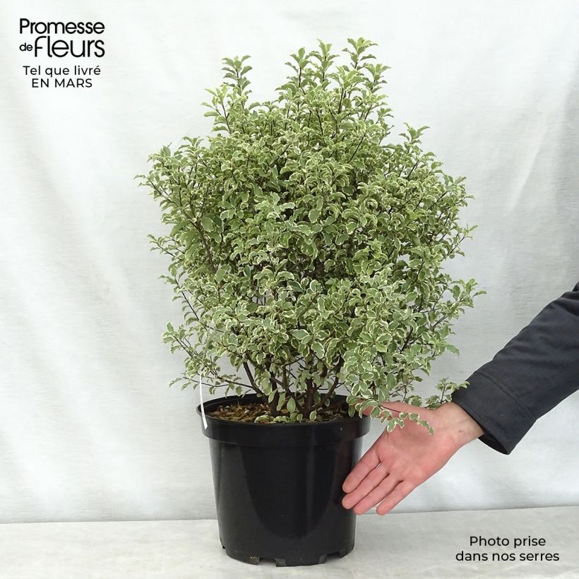 Spécimen de Pittosporum tenuifolium Variegatum pot de 10L tel que livré au printemps