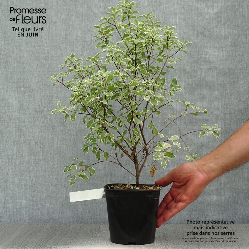 Spécimen de Pittosporum tenuifolium Variegatum Pot de 2L/3L tel que livré en été
