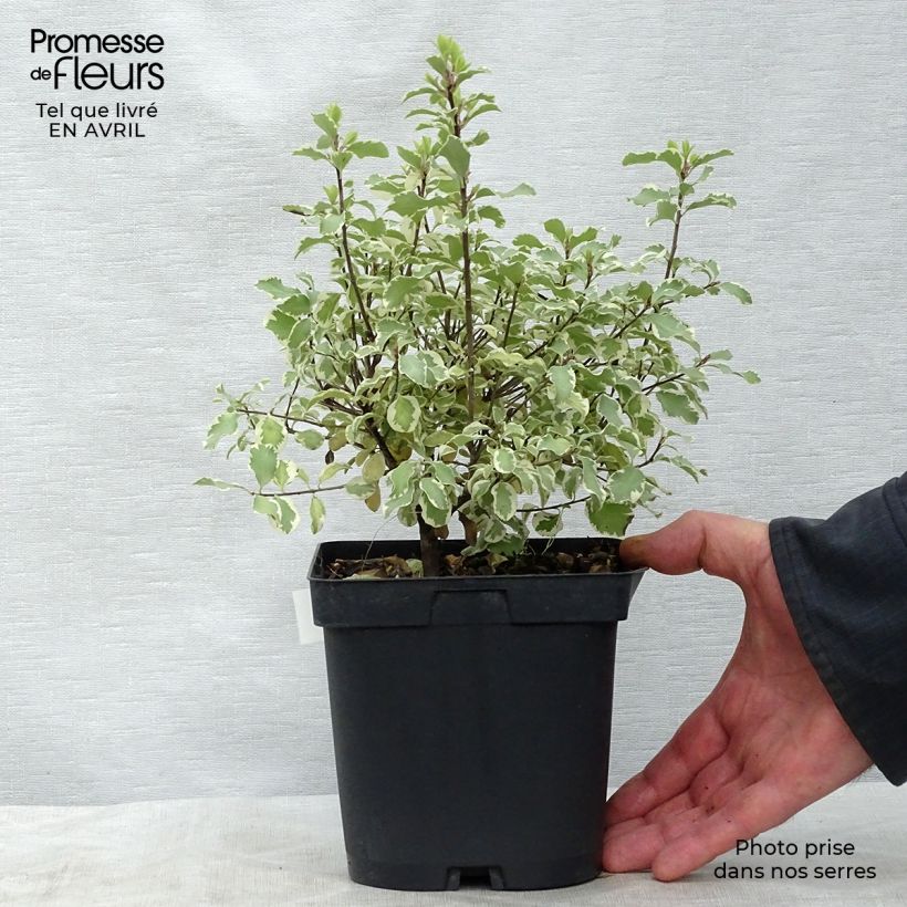 Spécimen de Pittosporum tenuifolium Variegatum pot de 2L tel que livré au printemps
