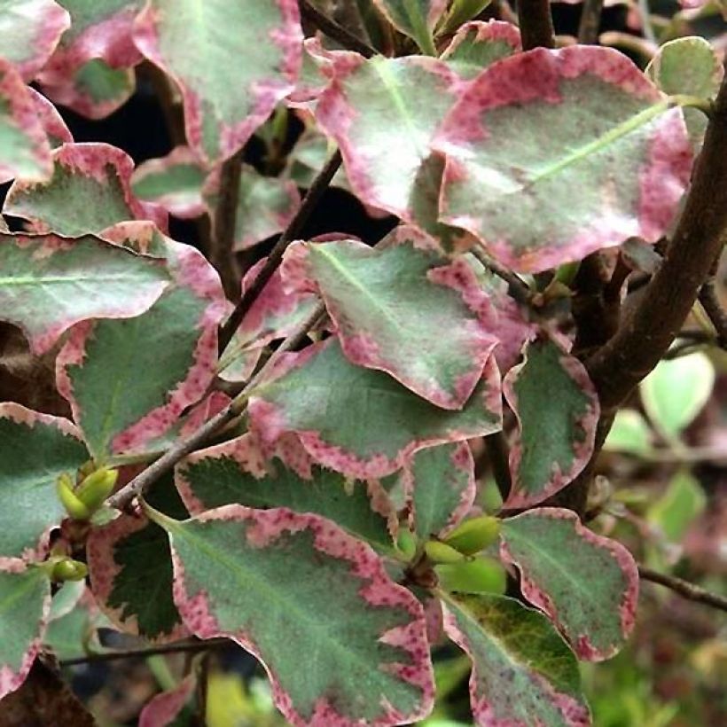 Pittosporum tenuifolium Victoria - Pittosporum à petites feuilles (Feuillage)