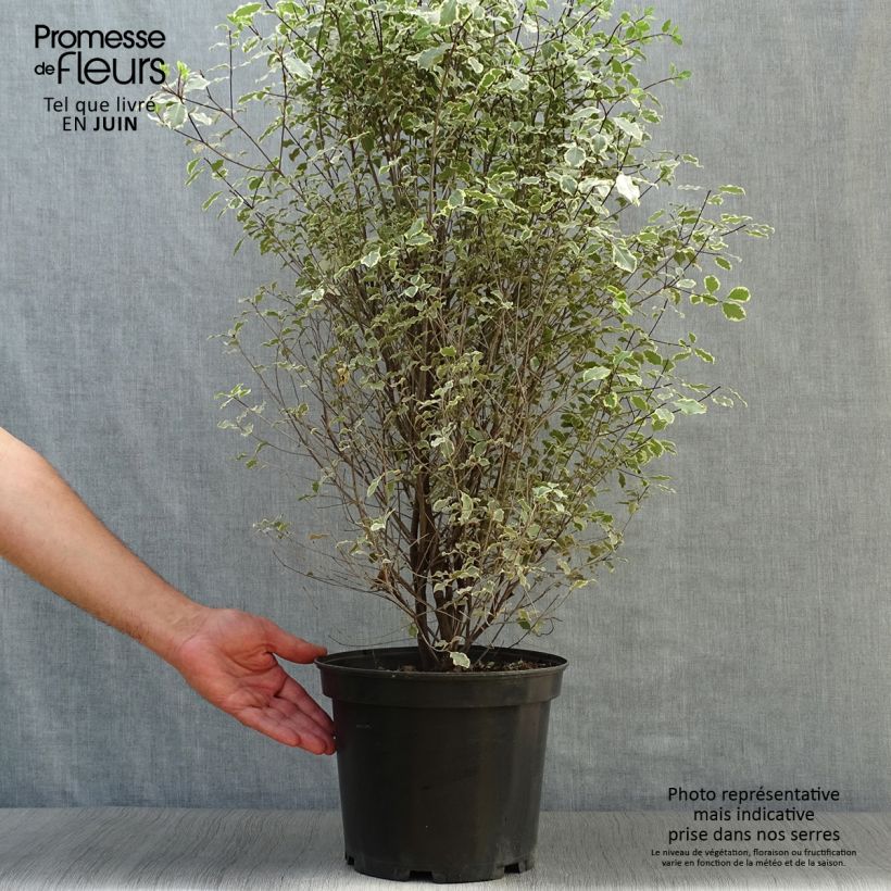 Spécimen de Pittosporum tenuifolium Victoria - Pittosporum à petites feuilles Pot de 4L/5L tel que livré en été