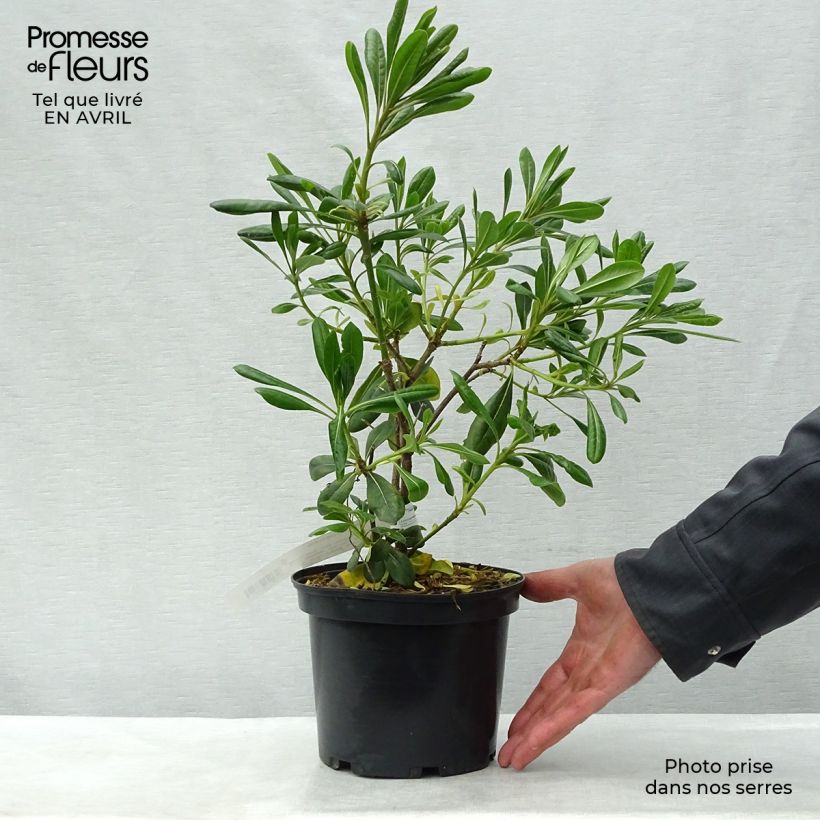 Spécimen de Pittosporum tobira - Pittospore du Japon Pot de 2L/3LHauteur livrée env. 25/30cm tel que livré au printemps