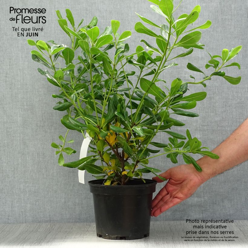 Spécimen de Pittosporum tobira - Pittospore du Japon Pot de 2L/3L tel que livré en été