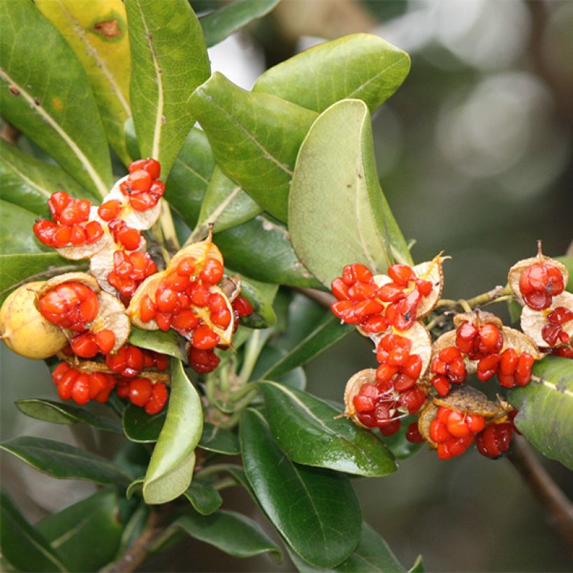 Pittosporum tobira - Pittospore du Japon (Récolte)