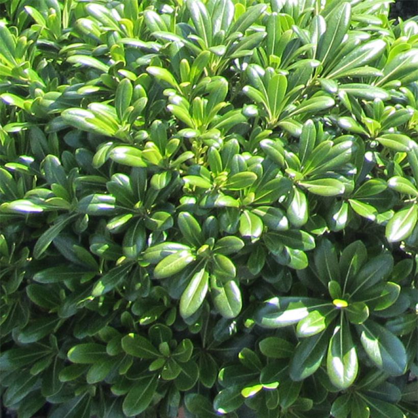 Pittosporum tobira Nanum (Feuillage)