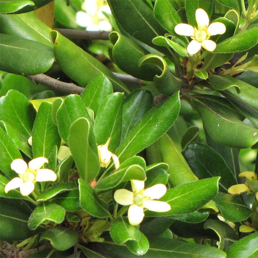 Pittosporum tobira Nanum (Floraison)