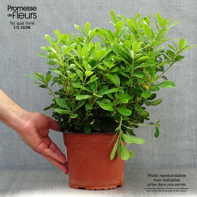 Spécimen de Pittosporum tobira Nanum Pot de 2L/3L tel que livré en été