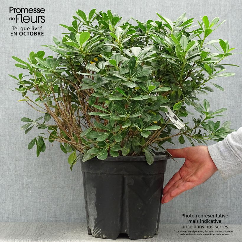 Spécimen de Pittosporum tobira Nanum Pot de 7,5L/10L tel que livré en automne