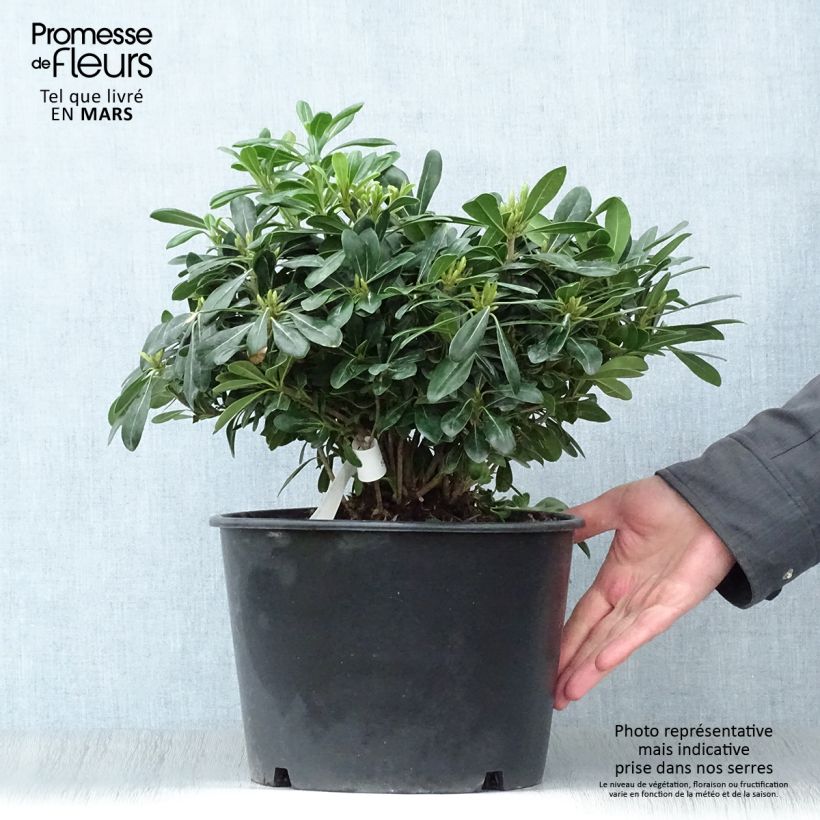 Spécimen de Pittosporum tobira Nanum pot de 7,5L/10L tel que livré au printemps