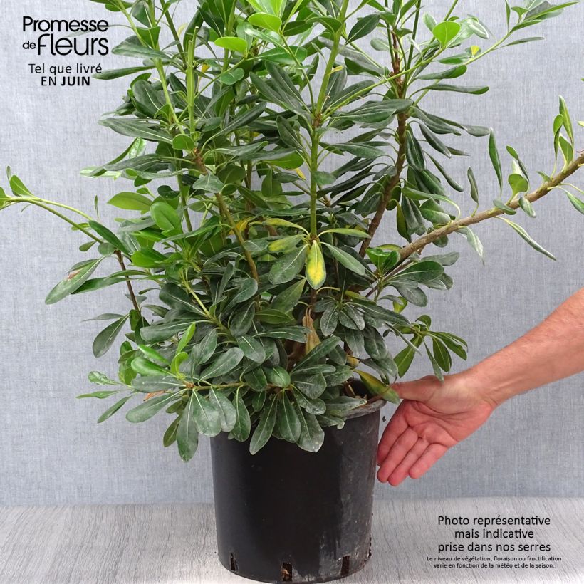 Spécimen de Pittosporum tobira - Pittospore du Japon Pot de 7,5L/10L tel que livré en été