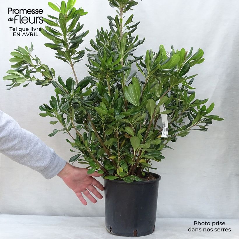 Spécimen de Pittosporum tobira - Pittospore du Japon en pot de 7,5L/10L tel que livré au printemps