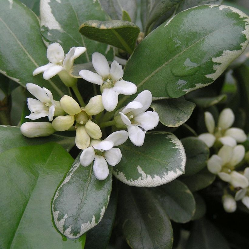 Pittosporum tobira Variegatum (Floraison)