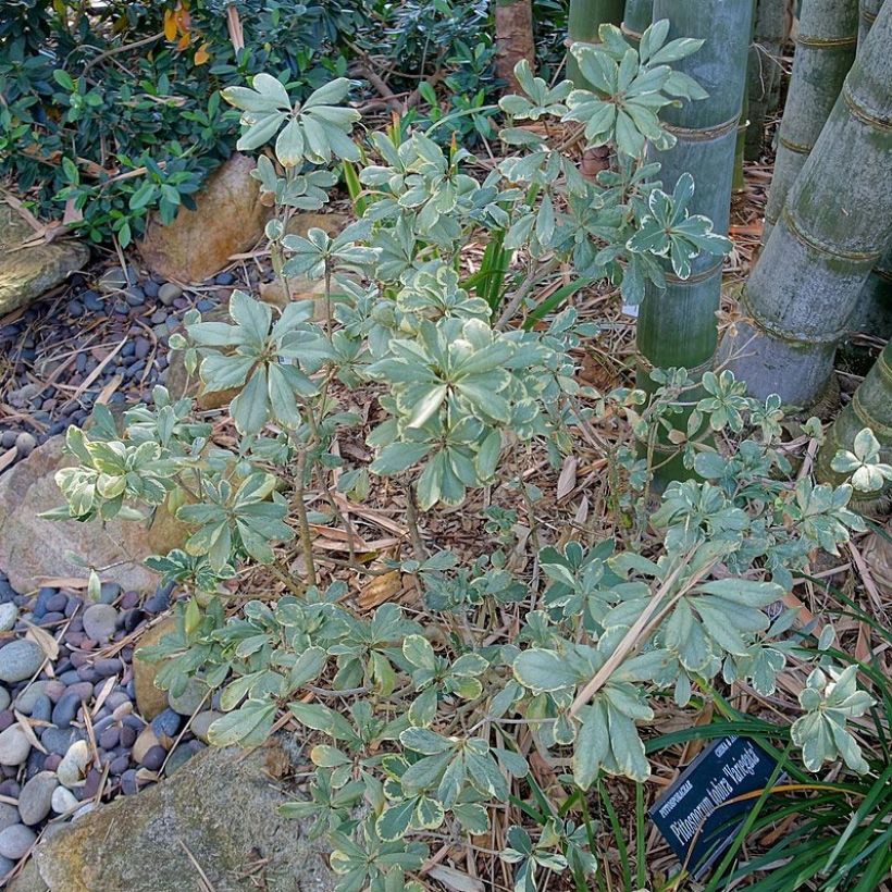 Pittosporum tobira Variegatum (Port)