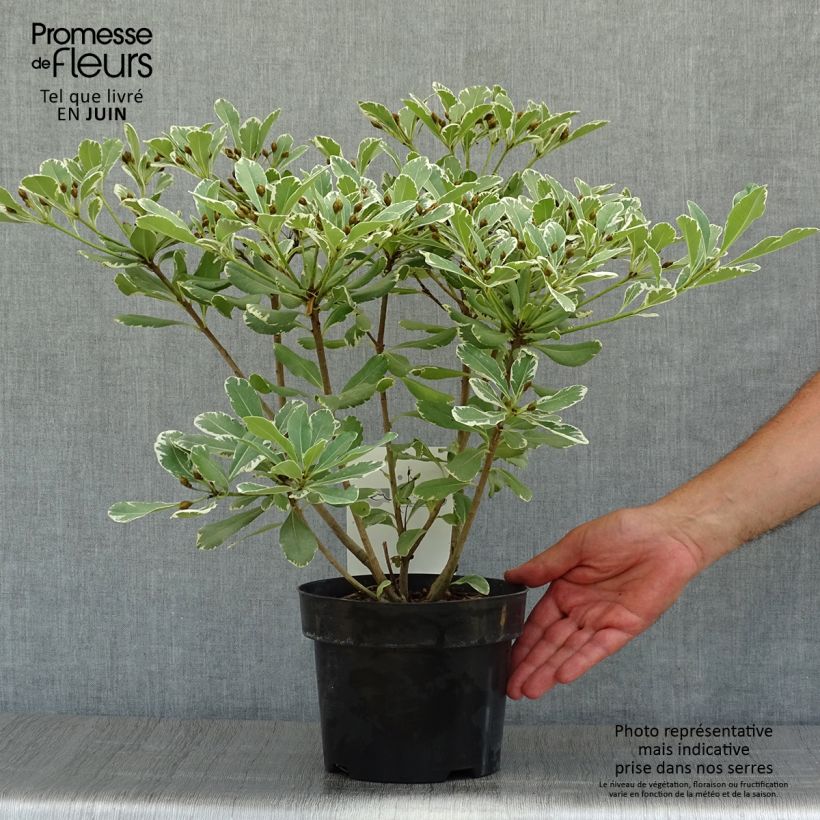 Spécimen de Pittosporum tobira Variegatum Pot de 2L/3L tel que livré en été
