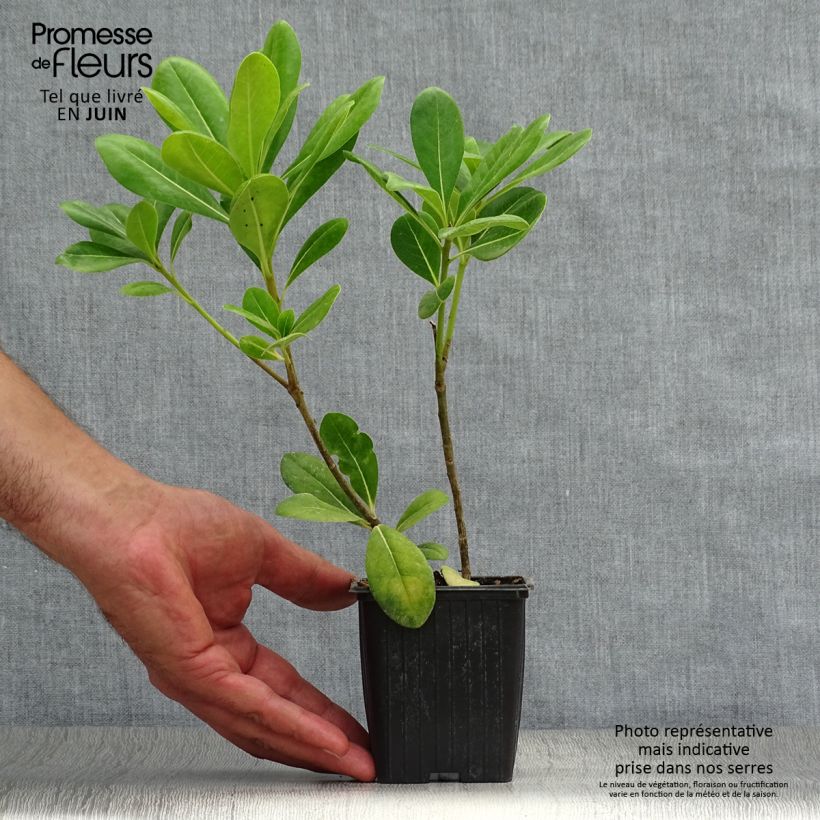 Spécimen de Pittosporum tobira - Pittospore du Japon Godet de 8/9 cm tel que livré en été